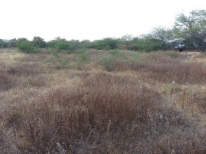 b. la ventosa 2