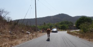 Un automovlista es sorprendido en carretera a La Ventosa por un toro que se desvió de la manada. Foto: @jesusmoraleshoy
