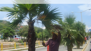 05-Poda-Arboles-Mejora-Visibilidad-Calles-770x400