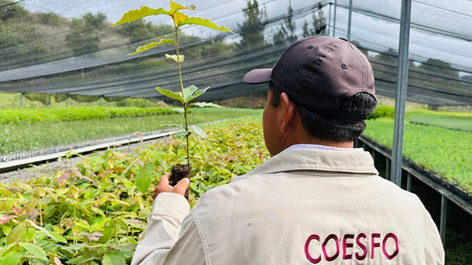 Vivero coesfo